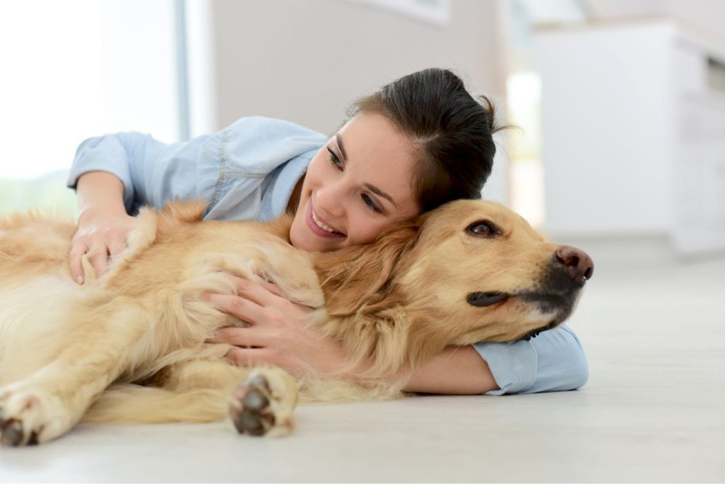 brossage chien golden retriever