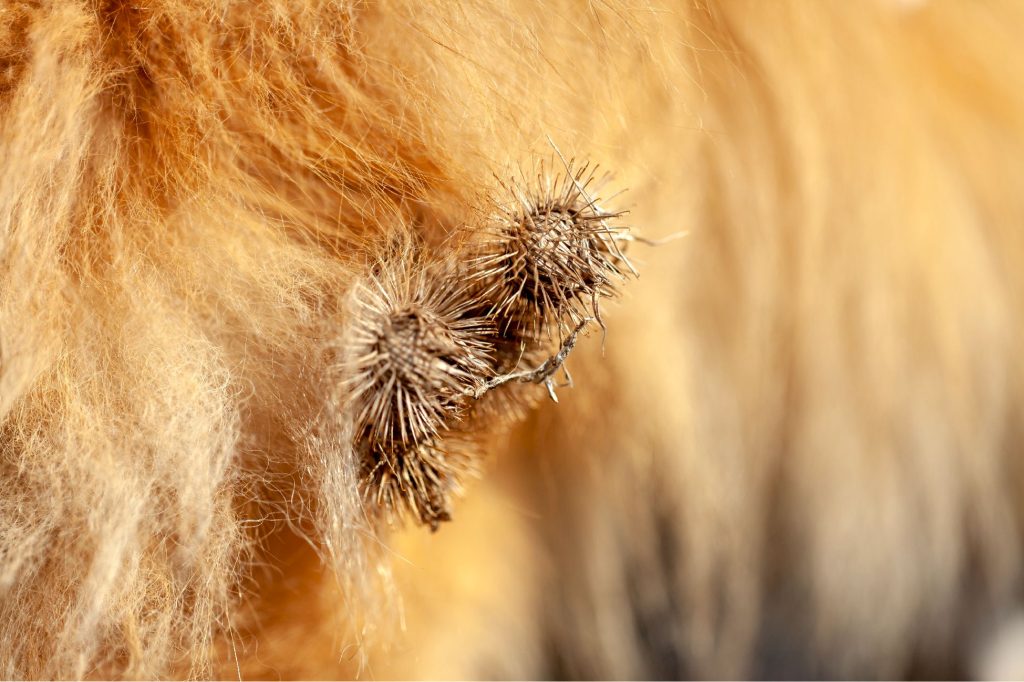 boules dans le poil de chien