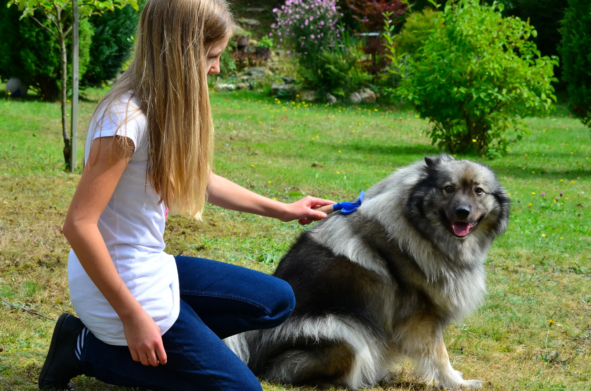 brossage de son chien