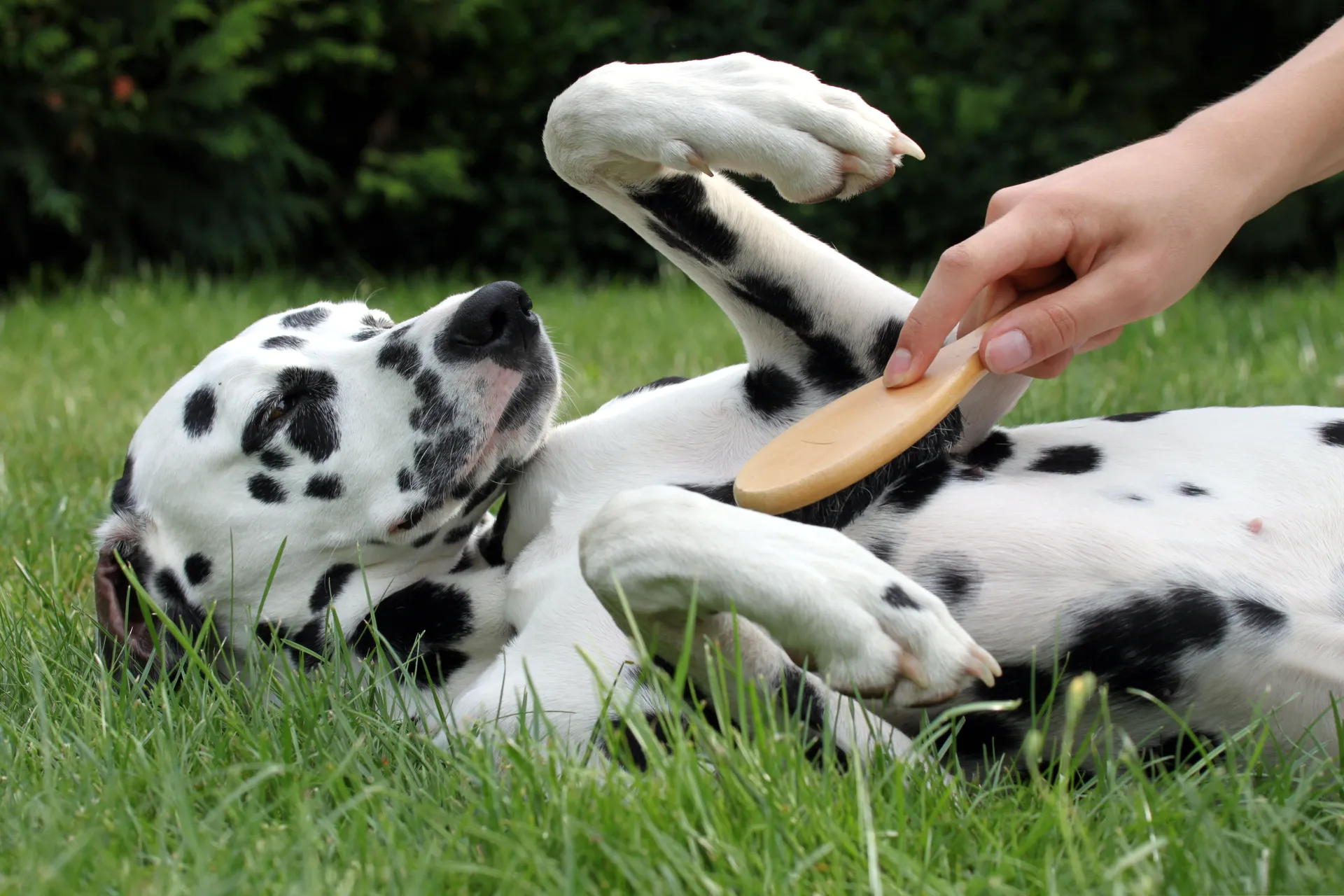 brossage chien limiter poils maison