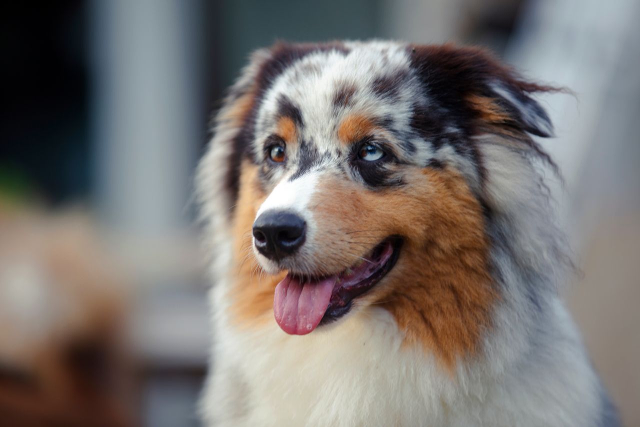 Berger Americain bien toiletté