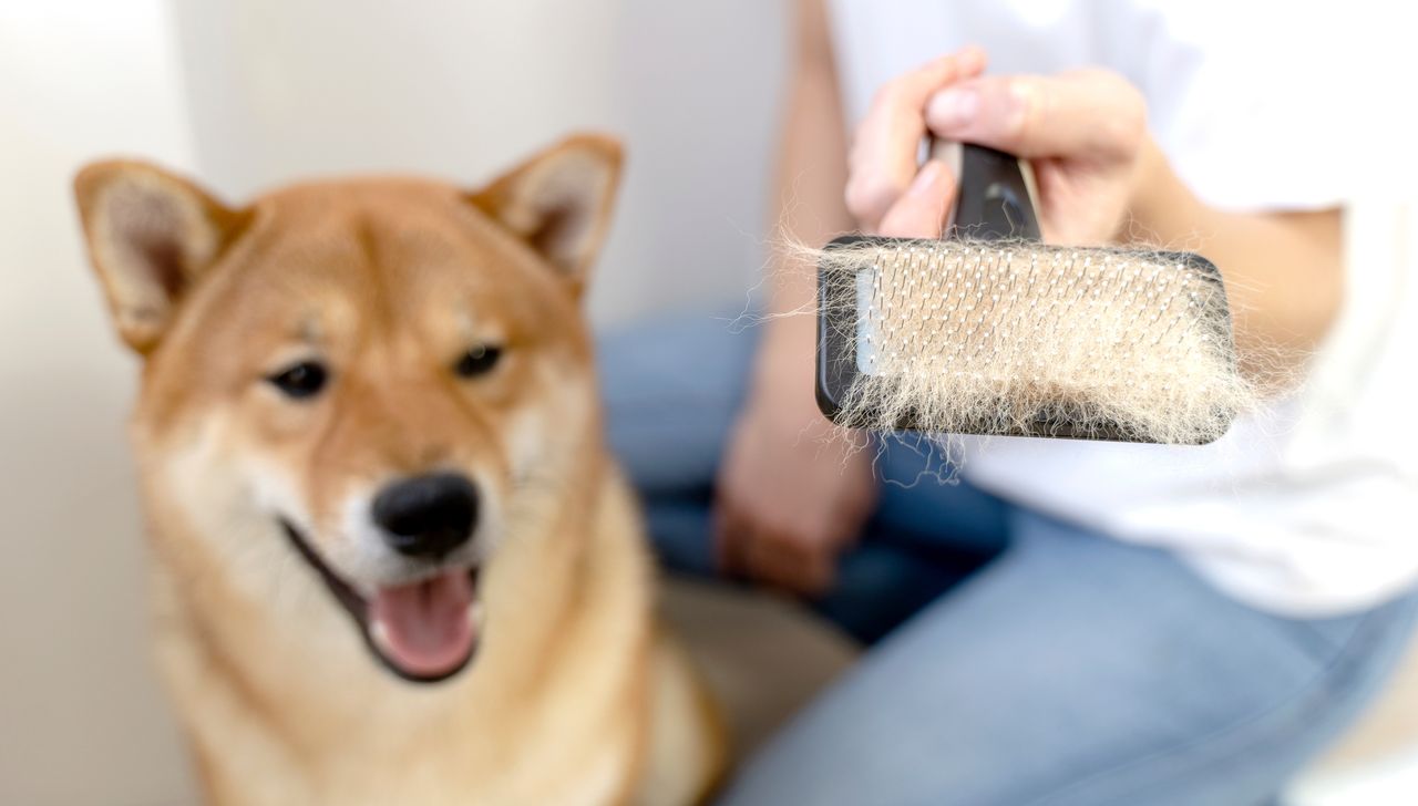 Toilettage et peignage du pelage d'un chien Shiba Inu brossage du shiba inu