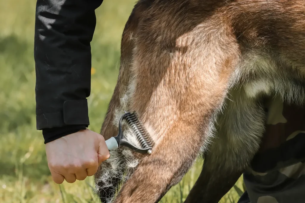 brosse pour malinois