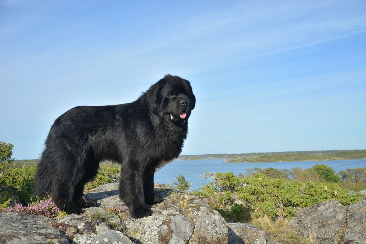 toilettage parfait du terre neuve
