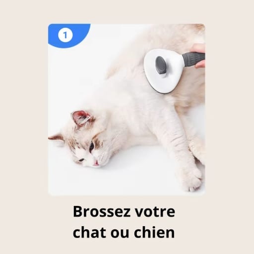 meilleure brosse chien et chat