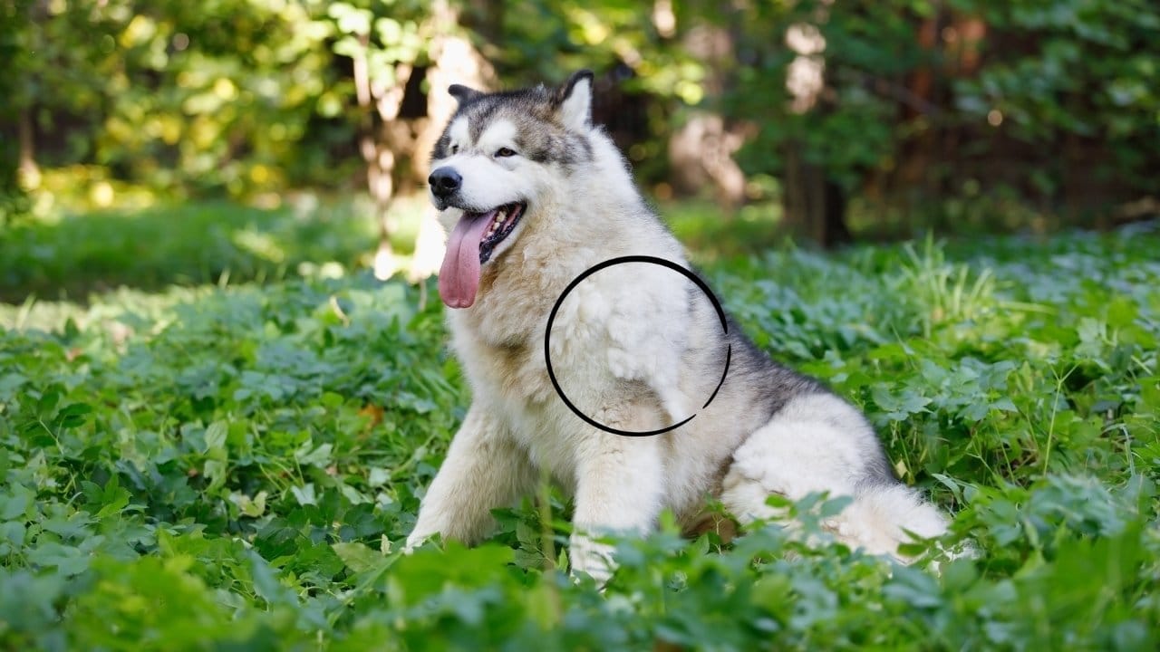 mue-malamute un malamute en pleine mue