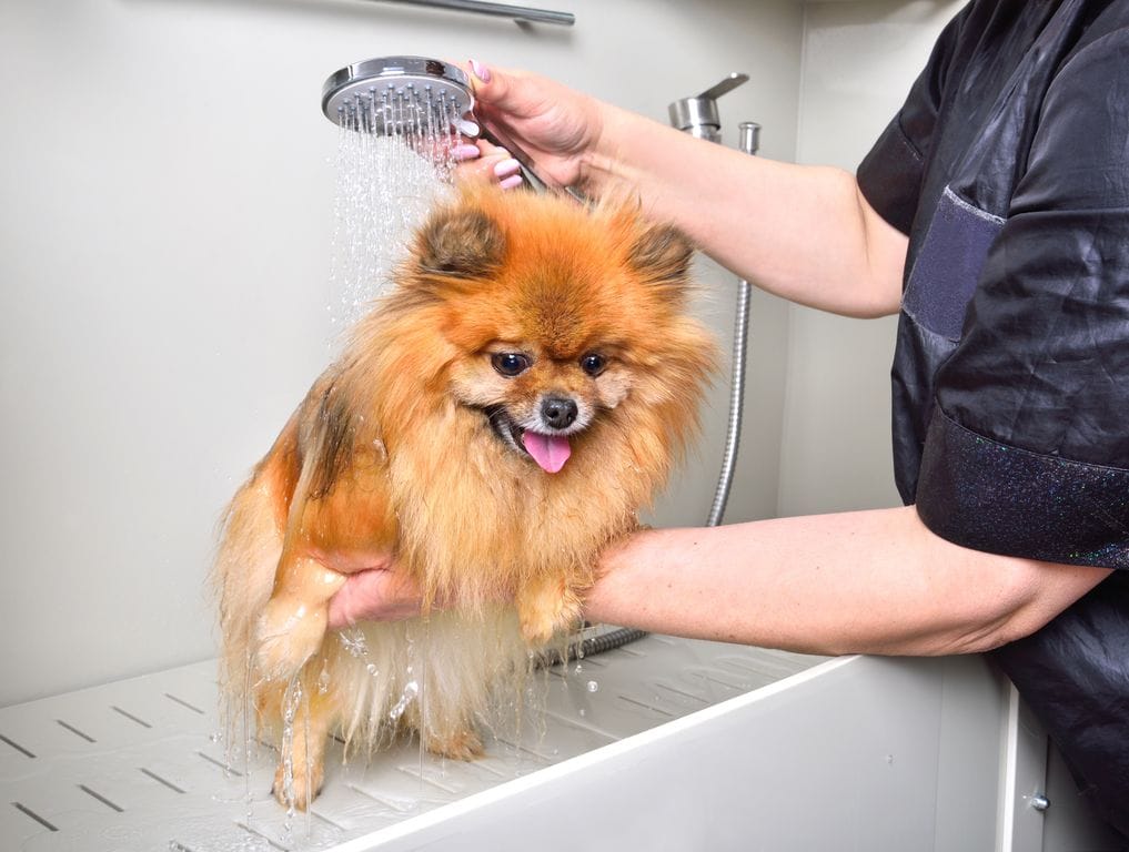 Bain d'un Loulou de Poméranie