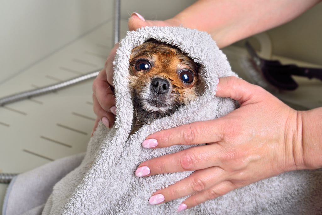 Essuyage d'un Spitz nain après le bain