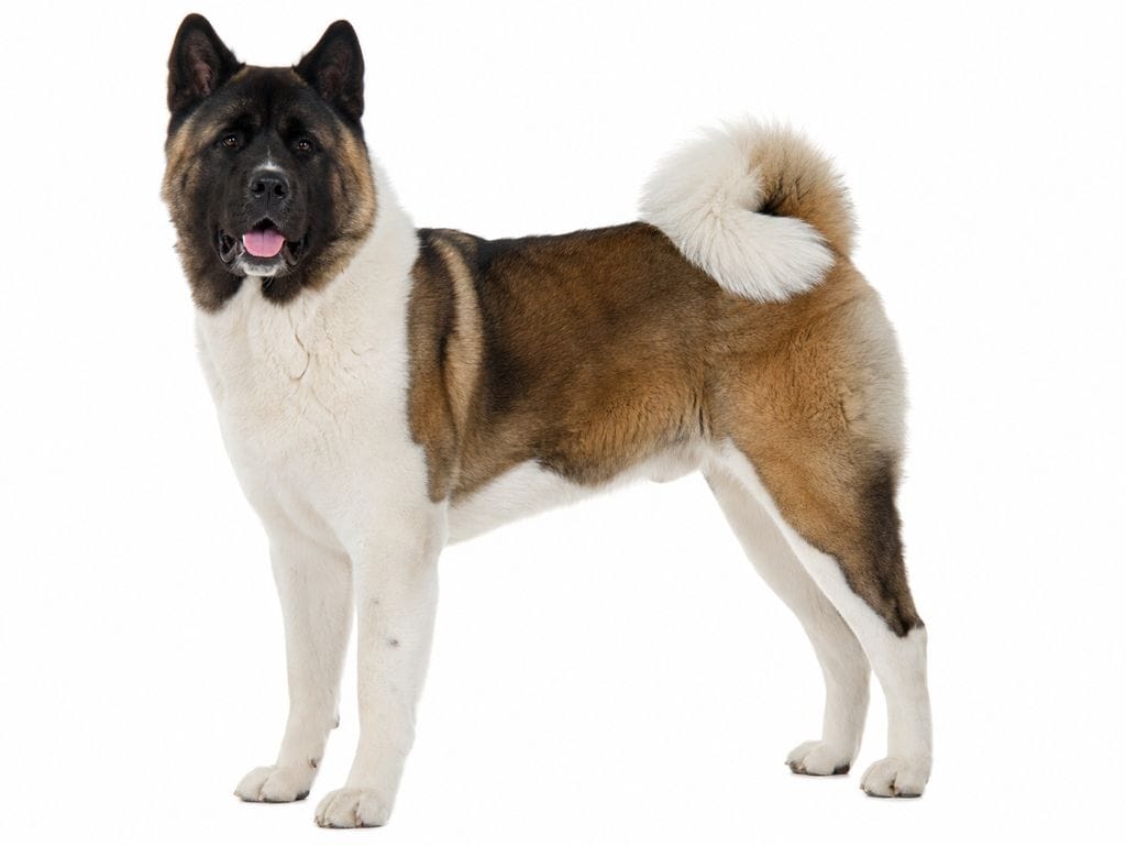 Entretien et toilettage de l'akita americain