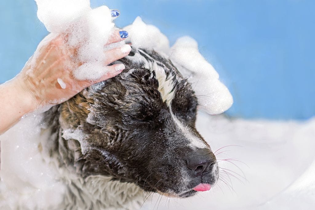 Bain de l'Akita Américain