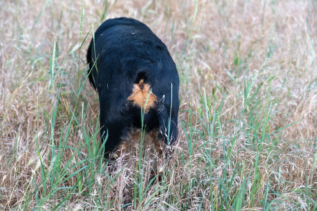 épillet incrusté dans le pelage d'un chien