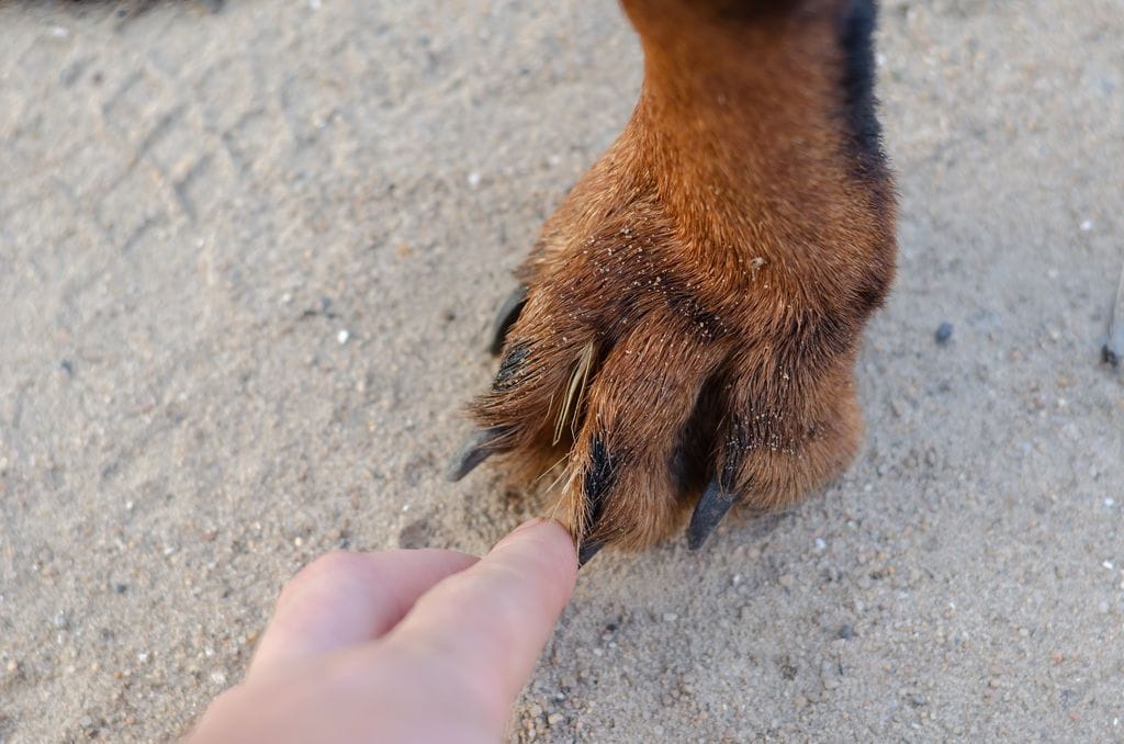 épillet entre les doigts d'un chien