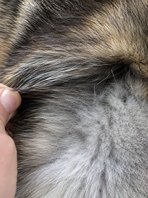 Sous-poil dense de l'Akita Américain