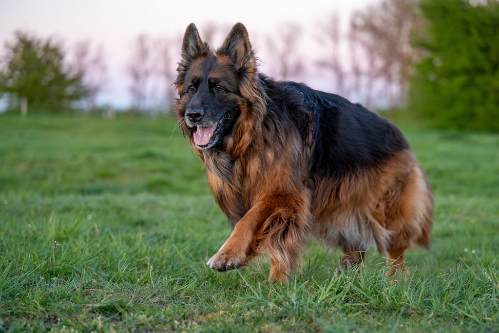 Berger allemand à poil long, avec les franges aux oreilles, à l’arrière des cuisses et sous la queue